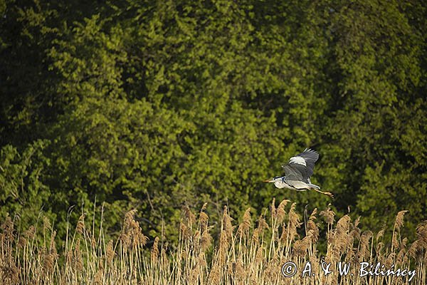 Czapla siwa, Ardea cinerea