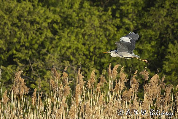 Czapla siwa, Ardea cinerea