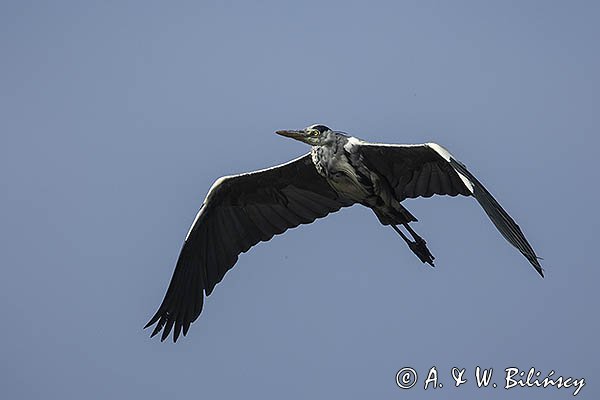 Czapla siwa, Ardea cinerea