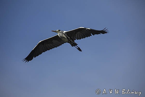 Czapla siwa, Ardea cinerea