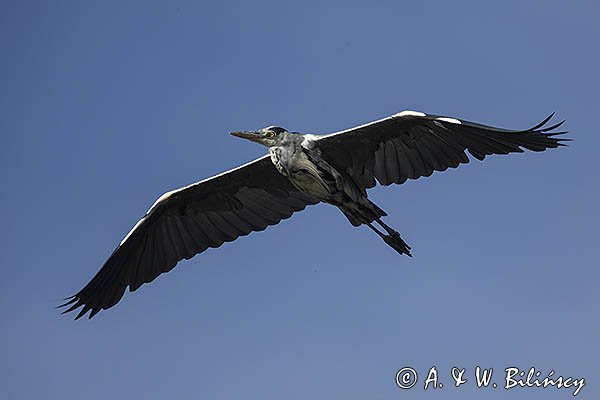 Czapla siwa, Ardea cinerea