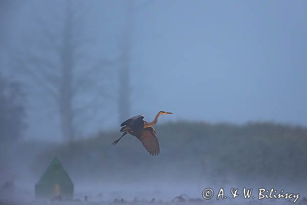 Czapla siwa, Ardea cinerea