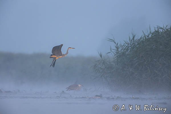 Czapla siwa, Ardea cinerea