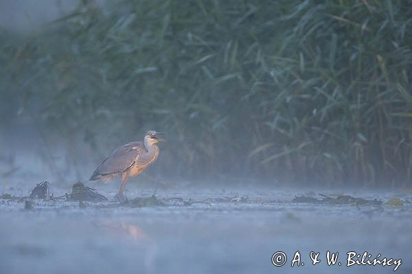 Czapla siwa, Ardea cinerea