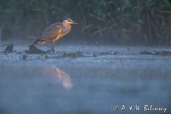 Czapla siwa, Ardea cinerea