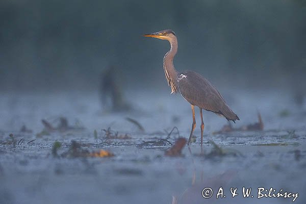 Czapla siwa, Ardea cinerea