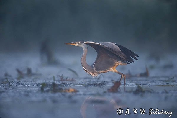 Czapla siwa, Ardea cinerea