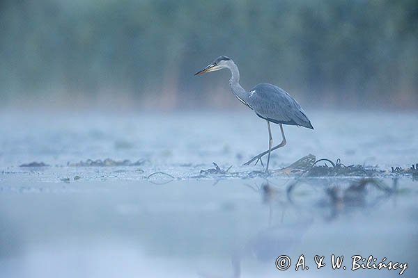 Czapla siwa, Ardea cinerea