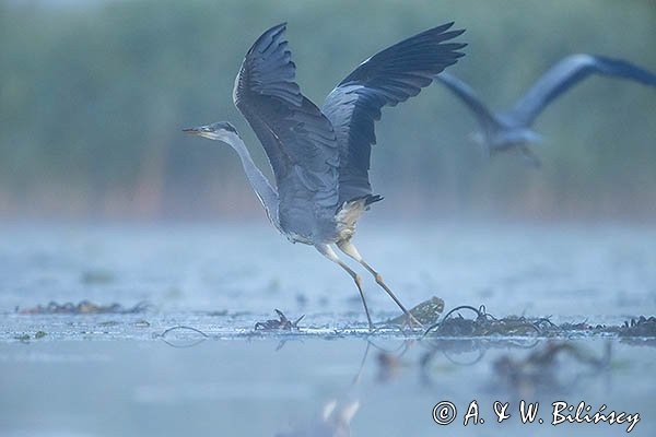 Czapla siwa, Ardea cinerea