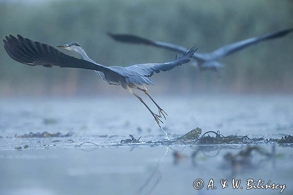 Czapla siwa, Ardea cinerea