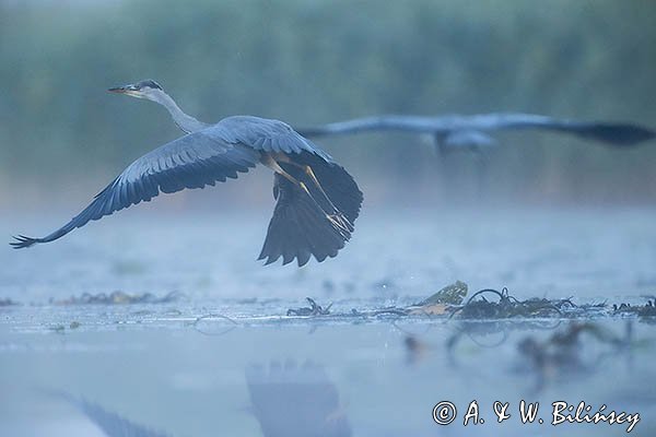 Czapla siwa, Ardea cinerea