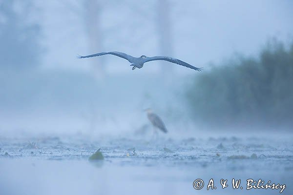 Czapla siwa, Ardea cinerea