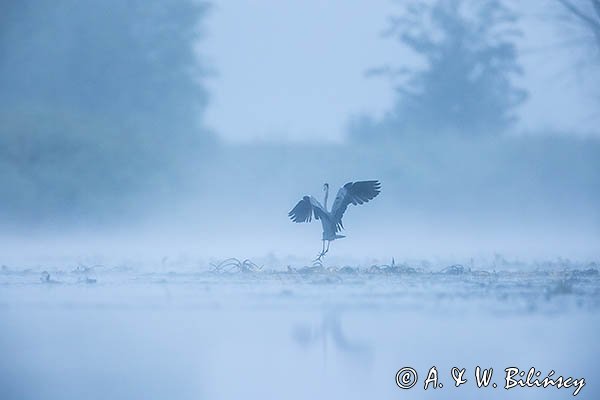 Czapla siwa, Ardea cinerea