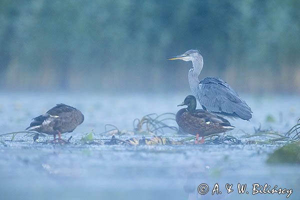 Czapla siwa, Ardea cinerea