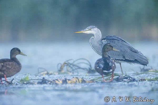 Czapla siwa, Ardea cinerea