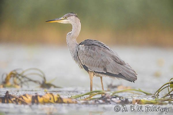 Czapla siwa, Ardea cinerea