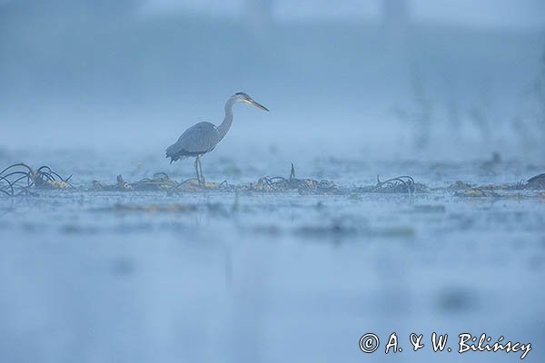 Czapla siwa, Ardea cinerea