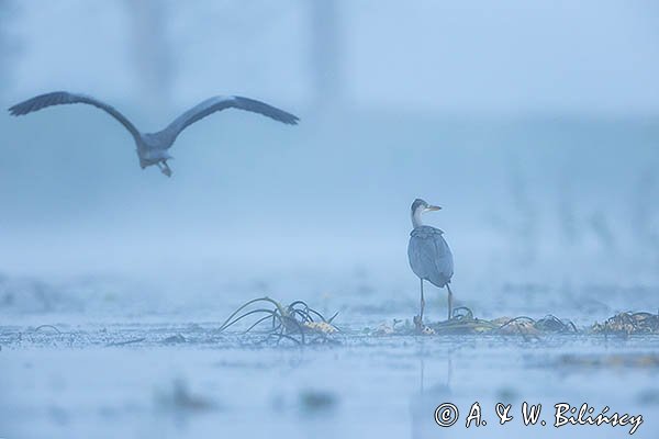 Czapla siwa, Ardea cinerea