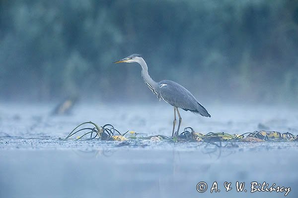 Czapla siwa, Ardea cinerea