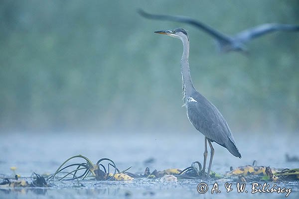 Czapla siwa, Ardea cinerea