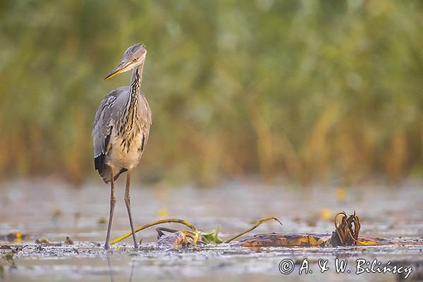 Czapla siwa, Ardea cinerea