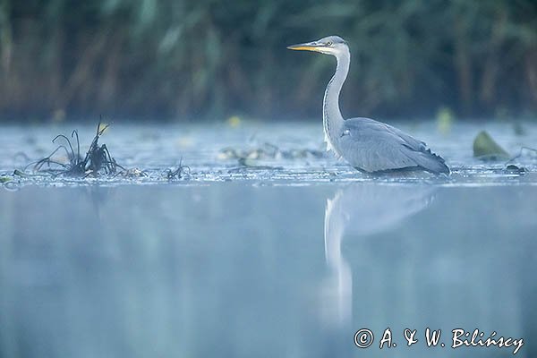 Czapla siwa, Ardea cinerea