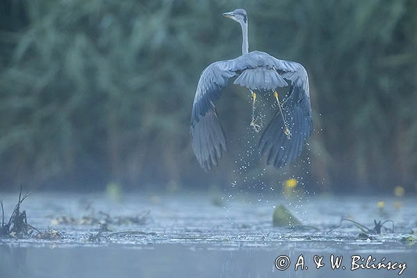 Czapla siwa, Ardea cinerea