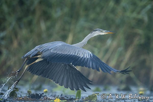 Czapla siwa, Ardea cinerea