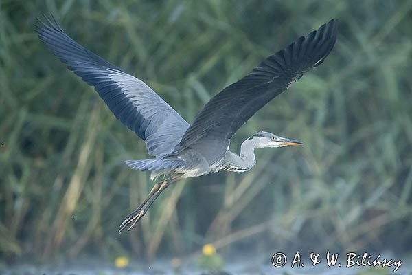 Czapla siwa, Ardea cinerea