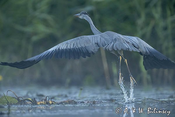 Czapla siwa, Ardea cinerea