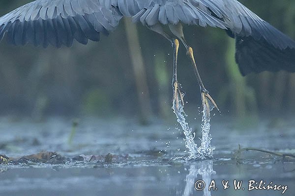 Czapla siwa, Ardea cinerea