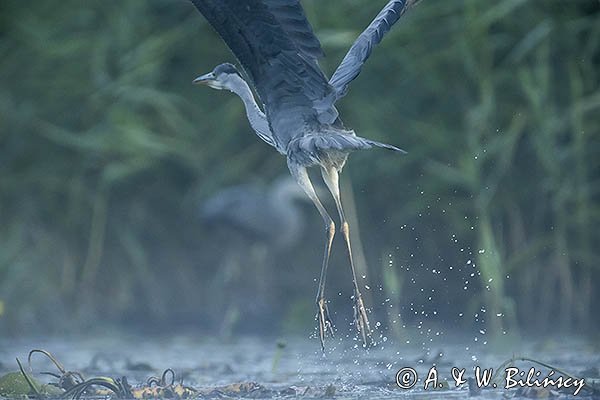 Czapla siwa, Ardea cinerea