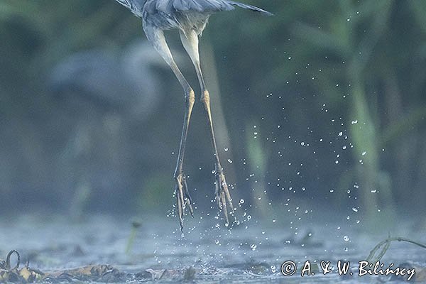 Czapla siwa, Ardea cinerea