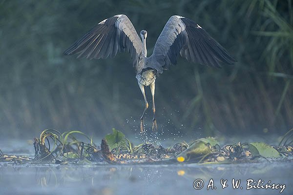 Czapla siwa, Ardea cinerea