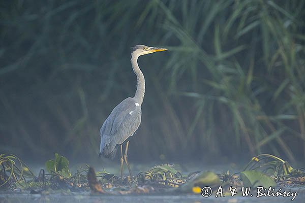 Czapla siwa, Ardea cinerea