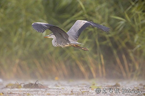 Czapla siwa, Ardea cinerea