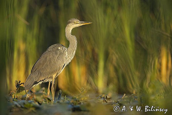 Czapla siwa, Ardea cinerea