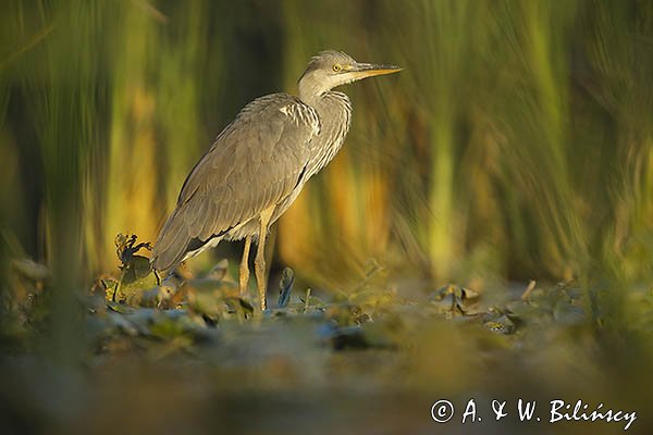 Czapla siwa, Ardea cinerea