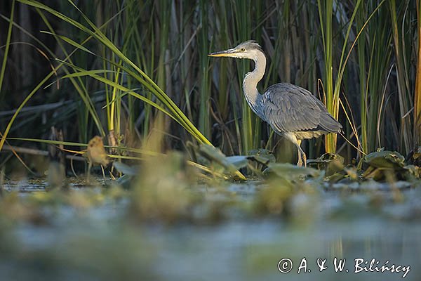 Czapla siwa, Ardea cinerea