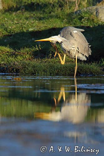 czapla siwa Ardea cinerea