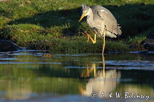 czapla siwa Ardea cinerea