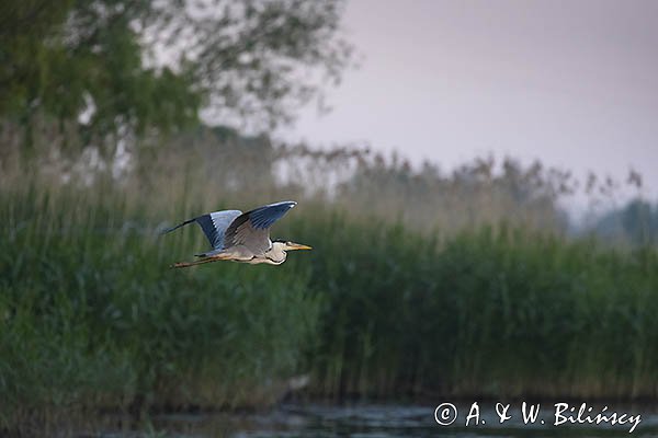 Czapla siwa, Ardea cinerea