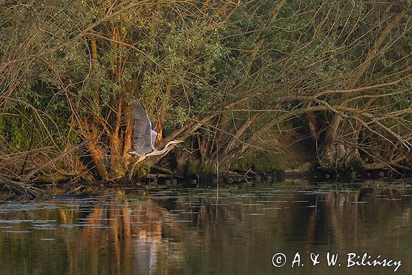 Czapla siwa, Ardea cinerea