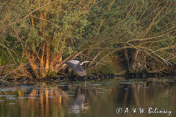 Czapla siwa, Ardea cinerea