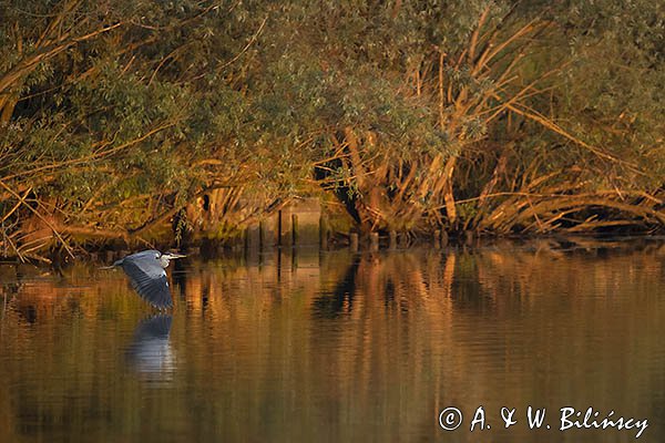 Czapla siwa, Ardea cinerea