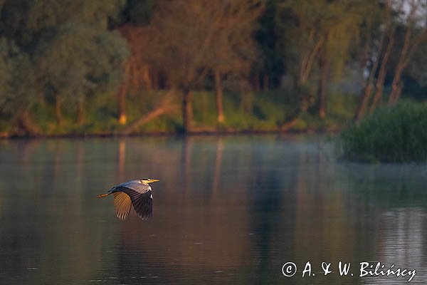 Czapla siwa, Ardea cinerea