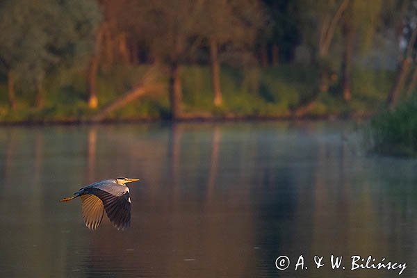 Czapla siwa, Ardea cinerea