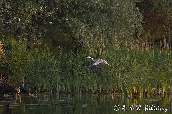 Czapla siwa, Ardea cinerea