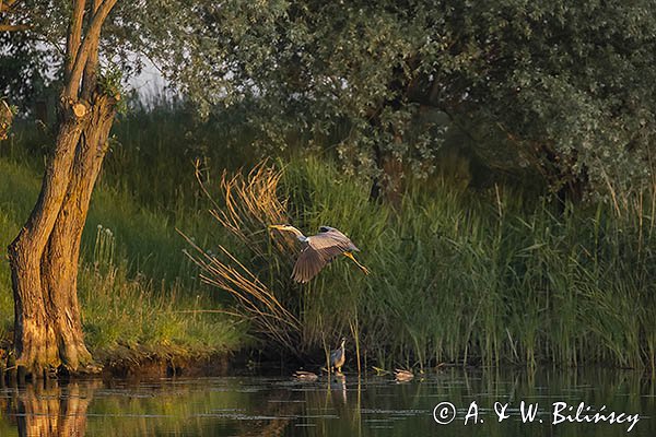 Czapla siwa, Ardea cinerea