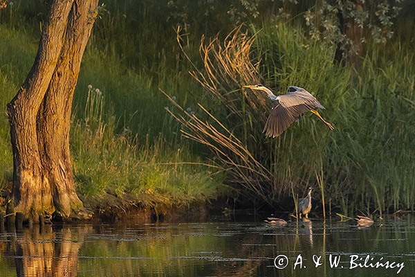 Czapla siwa, Ardea cinerea